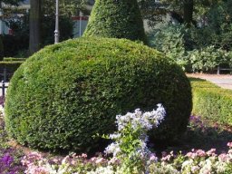 Potatura degli alberi